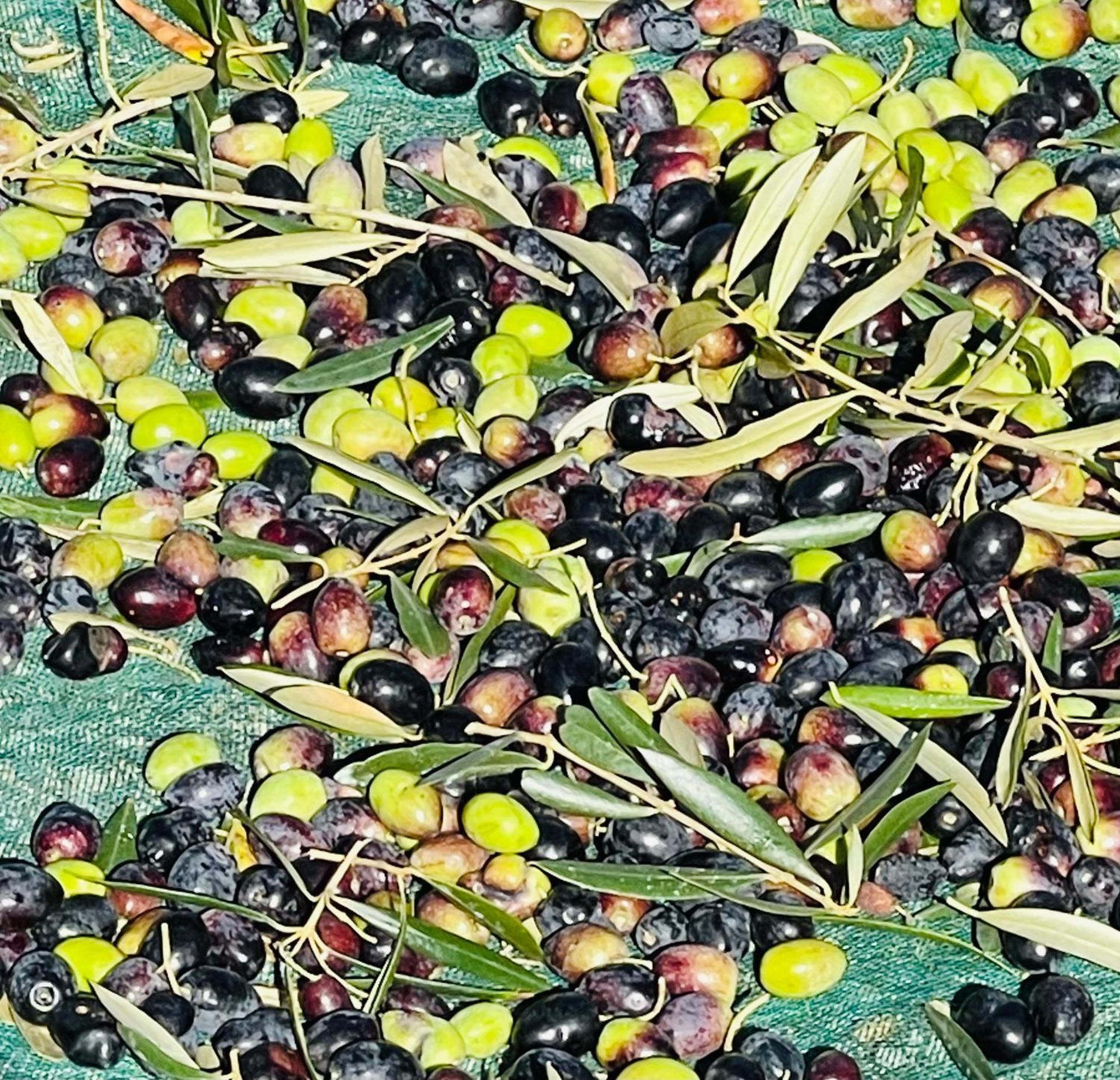 Herdade De Santa Maria アルメイリン エクステリア 写真