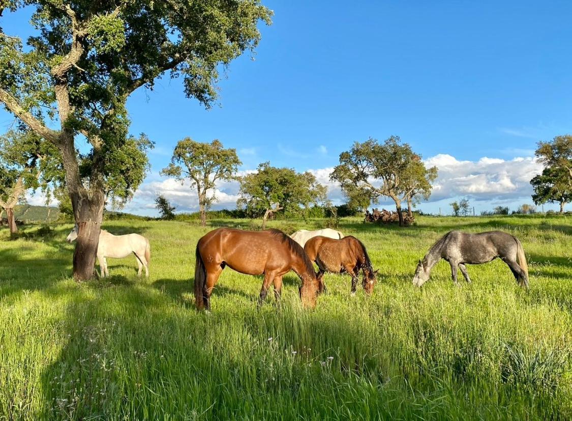 Herdade De Santa Maria アルメイリン エクステリア 写真